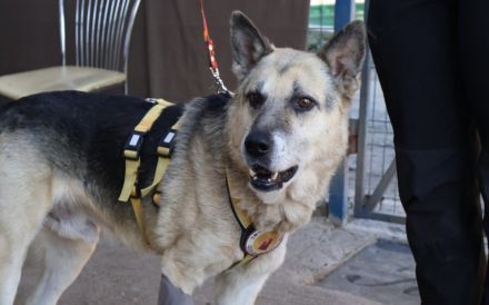 Liebenswerter Pechvogel Leopold braucht Hilfe nach Unfall