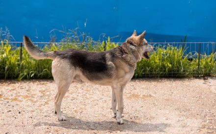 Liebenswerter Pechvogel Leopold braucht Hilfe nach Unfall