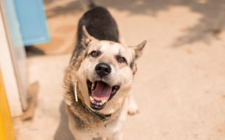 Liebenswerter Pechvogel Leopold braucht Hilfe nach Unfall