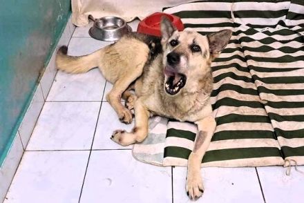 Liebenswerter Pechvogel Leopold braucht Hilfe nach Unfall