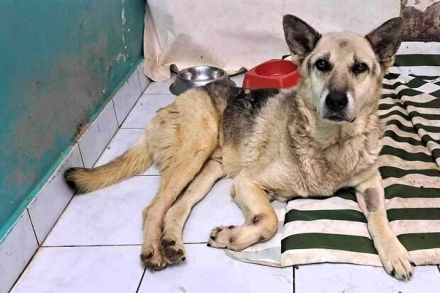 Liebenswerter Pechvogel Leopold braucht Hilfe nach Unfall