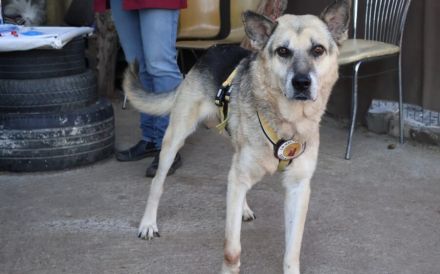 Liebenswerter Pechvogel Leopold braucht Hilfe nach Unfall