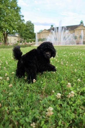 Schwarze Toypudel Welpen mit DPK VDH Papieren
