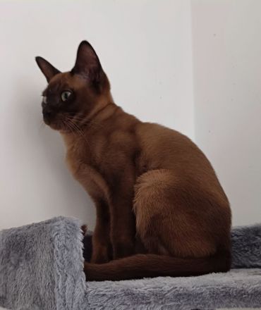 Burma Katze 5 Monate alt