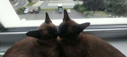 Burma Katze 5 Monate alt