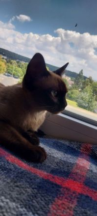 Burma Katze 5 Monate alt