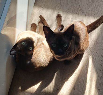 Burma Katze 5 Monate alt