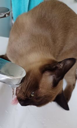 Burma Katze 5 Monate alt