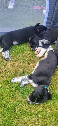 Welpen suchen neues Zuhause