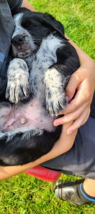 Welpen suchen neues Zuhause