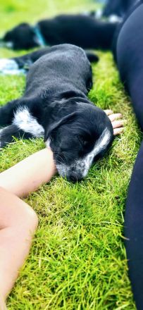 Welpen suchen neues Zuhause