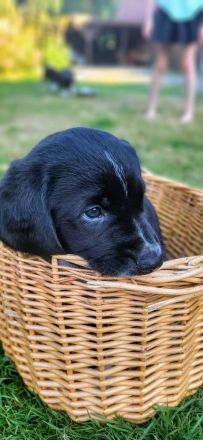Welpen suchen neues Zuhause