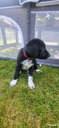 Welpen suchen neues Zuhause