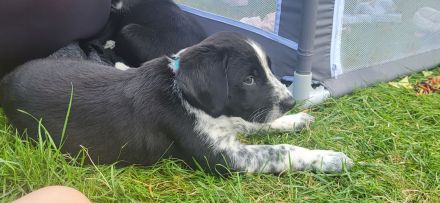 Welpen suchen neues Zuhause