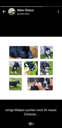 Welpen suchen neues Zuhause