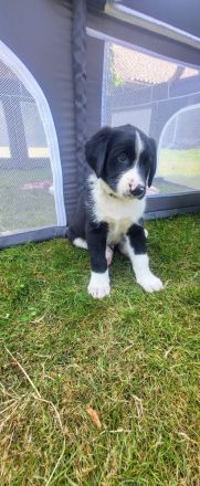 Welpen suchen neues Zuhause