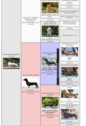 Seltene Piebald Dackel