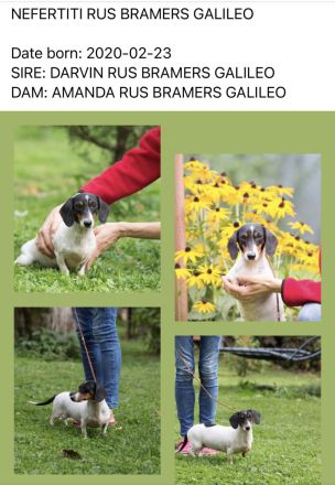 Seltene Piebald Dackel