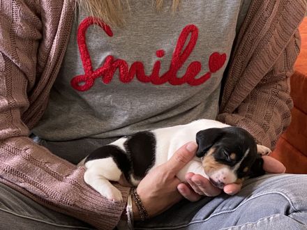 Seltene Piebald Dackel