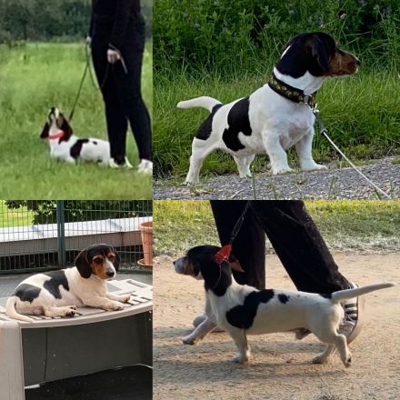 Seltene Piebald Dackel