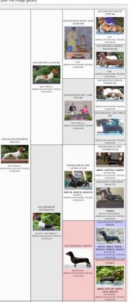 Seltene Piebald Dackel