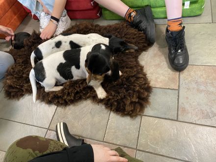 Seltene Piebald Dackel