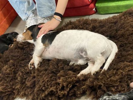 Seltene Piebald Dackel