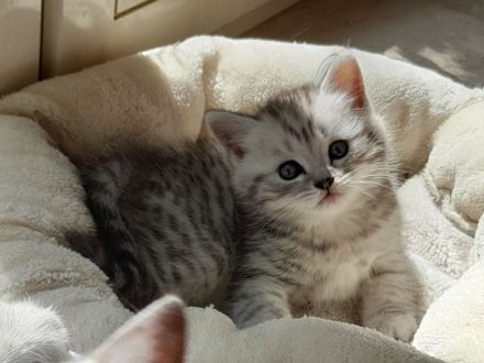 3 quitschfiedele BKH Kitten suchen neue Katzenliebhaber