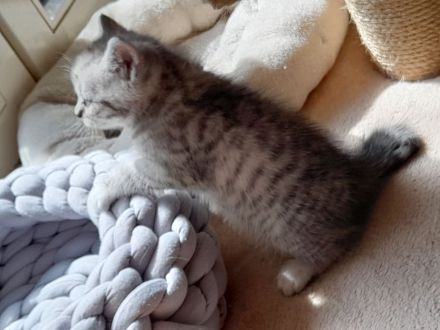 3 quitschfiedele BKH Kitten suchen neue Katzenliebhaber