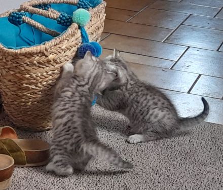 3 quitschfiedele BKH Kitten suchen neue Katzenliebhaber