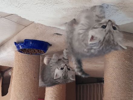 3 quitschfiedele BKH Kitten suchen neue Katzenliebhaber
