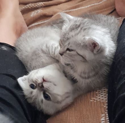 3 quitschfiedele BKH Kitten suchen neue Katzenliebhaber