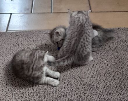 3 quitschfiedele BKH Kitten suchen neue Katzenliebhaber