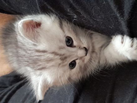 3 quitschfiedele BKH Kitten suchen neue Katzenliebhaber