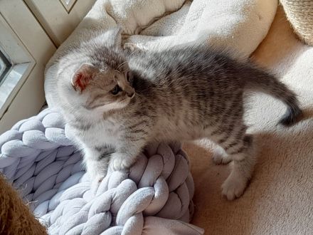 3 quitschfiedele BKH Kitten suchen neue Katzenliebhaber