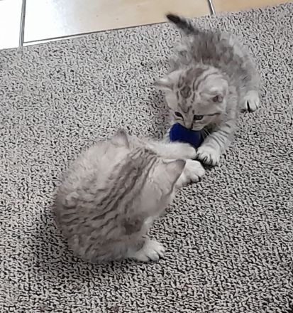3 quitschfiedele BKH Kitten suchen neue Katzenliebhaber