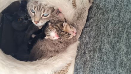 Bengalmischling - Katze abzugeben