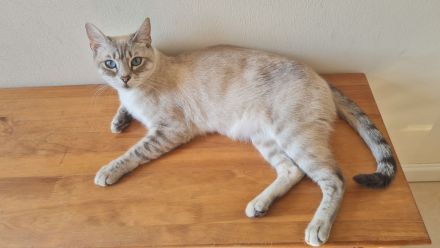 Bengalmischling - Katze abzugeben