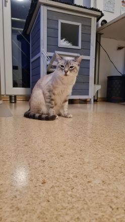 Bengalmischling - Katze abzugeben