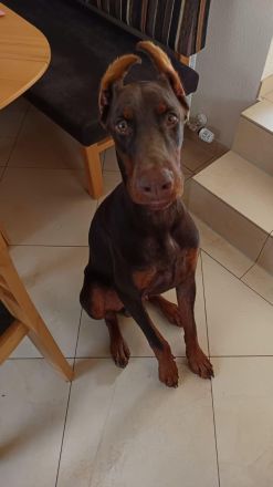Dobermann Rüde 8 Monate