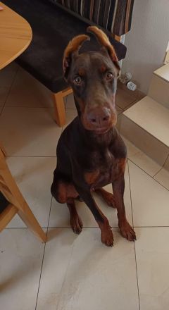 Dobermann Rüde 8 Monate