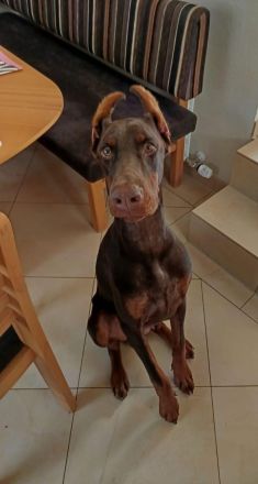 Dobermann Rüde 8 Monate