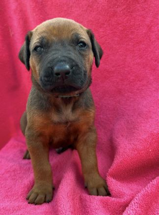 Reinrassige Rhodesian Rigeback Welpen