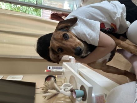 Mischlings Hündin (7 Monate) sucht liebevolles Zuhause