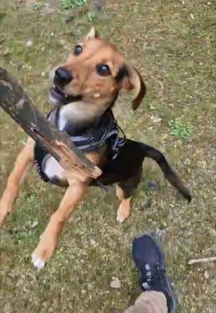 Mischlings Hündin (7 Monate) sucht liebevolles Zuhause