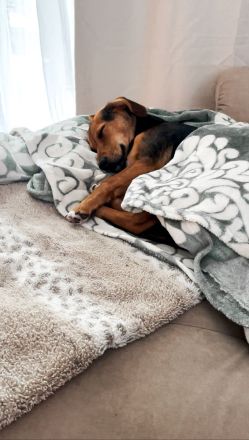 Mischlings Hündin (7 Monate) sucht liebevolles Zuhause