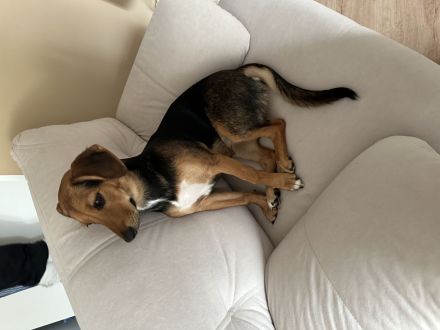 Mischlings Hündin (7 Monate) sucht liebevolles Zuhause