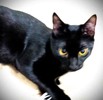 Shaikh, FIV positiv