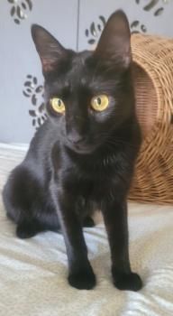 Shaikh, FIV positiv