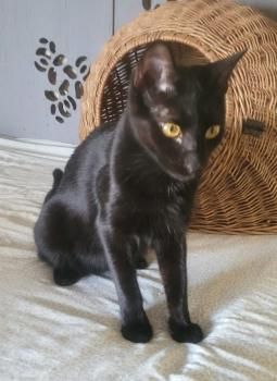 Shaikh, FIV positiv
